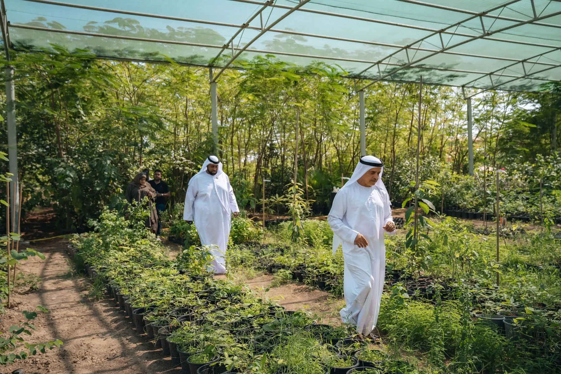 Founder documentary features — Walking tour through the plantation — Wadi Dafta Plantation — royal visit, UAE — Agency Verse